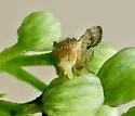 Tephritis baccharis - photo 4
