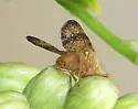 Tephritis baccharis - photo 5