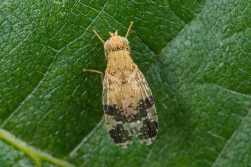 Tephritis bardanae