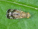 Tephritis californica