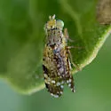 Tephritis californica - photo 4