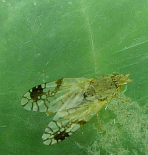 Tephritis cometa