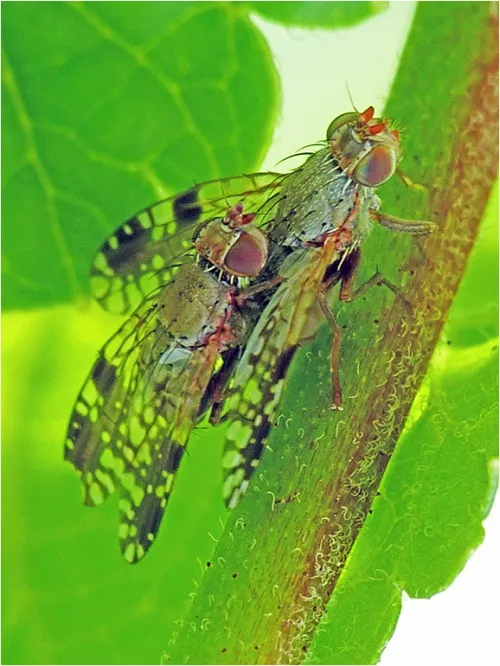 Tephritis conura