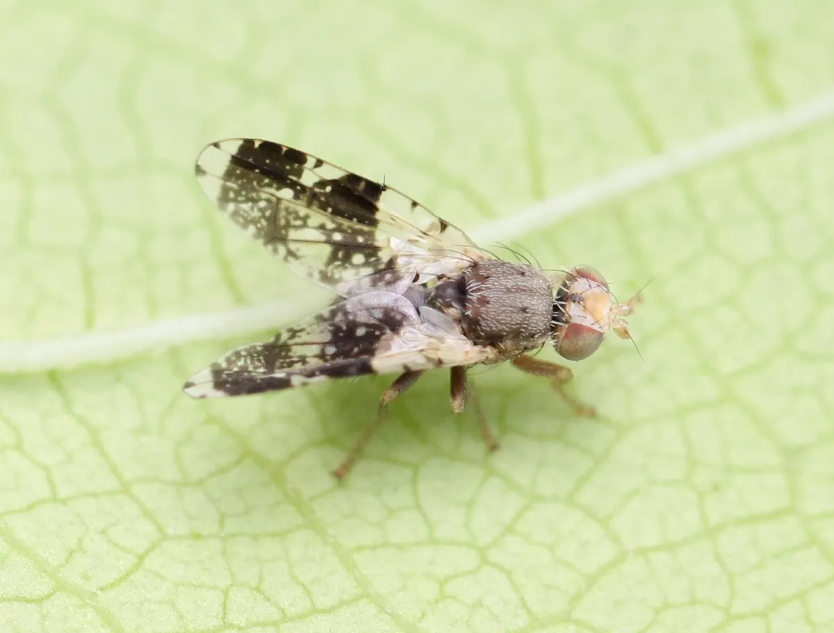Tephritis formosa - photo 3