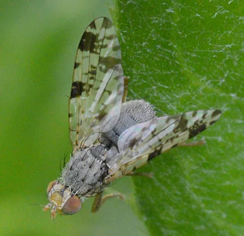 Tephritis hyoscyami
