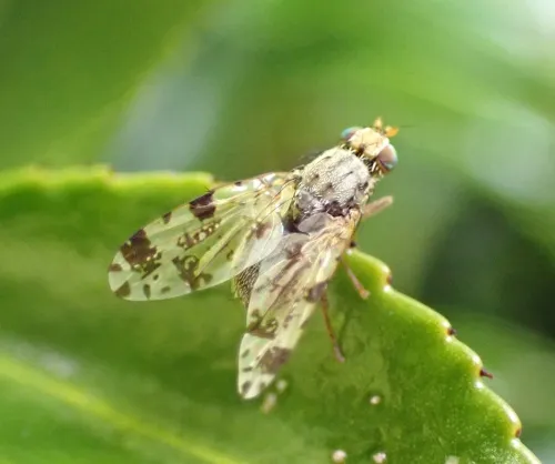 Tephritis hyoscyami - photo 2