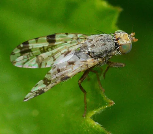 Tephritis hyoscyami - photo 3