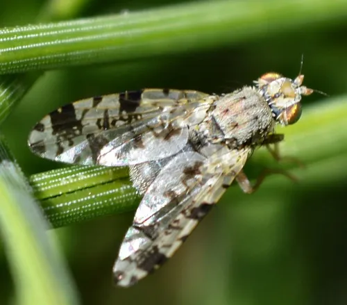 Tephritis hyoscyami - photo 4
