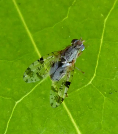 Tephritis hyoscyami - photo 5
