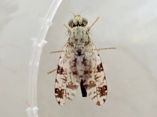 Tephritis hyoscyami - photo 6
