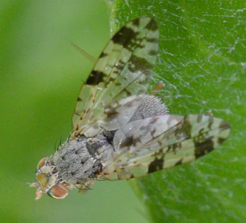 Tephritis hyoscyami - photo 8
