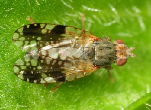Tephritis neesii