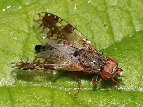 Tephritis neesii - photo 2