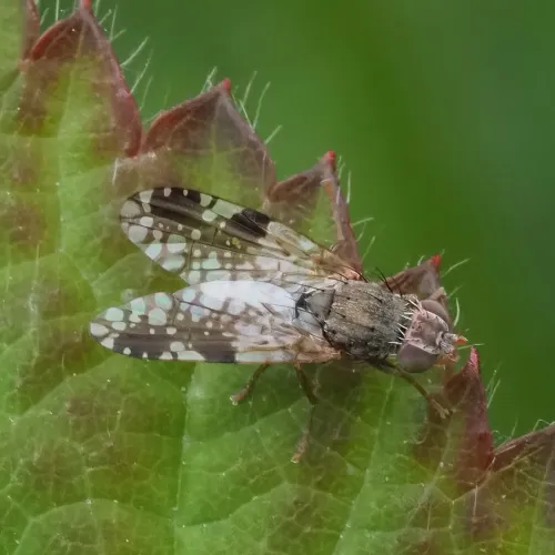 Tephritis neesii - photo 4