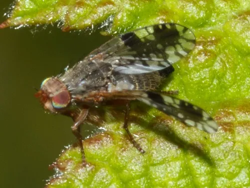 Tephritis neesii - photo 5