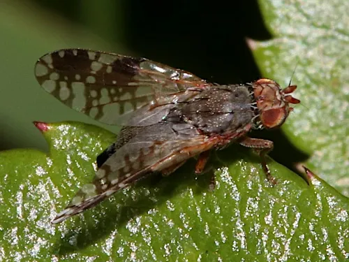 Tephritis neesii - photo 7