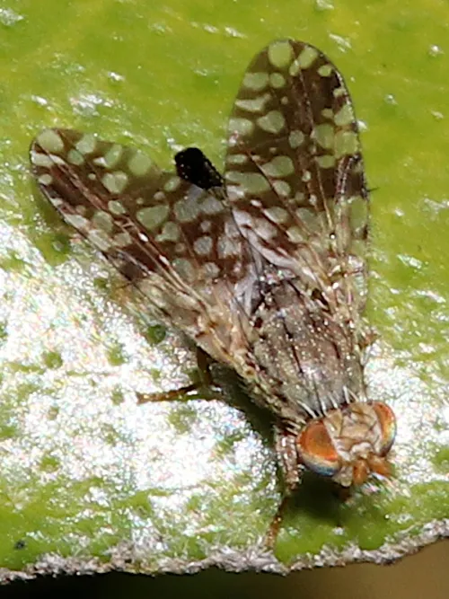 Tephritis neesii - photo 8