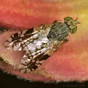 Tephritis ovatipennis