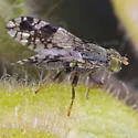 Tephritis ovatipennis - photo 2
