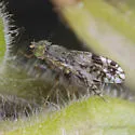 Tephritis ovatipennis - photo 3