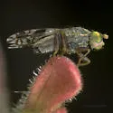 Tephritis ovatipennis - photo 4