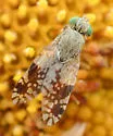 Tephritis ovatipennis - photo 5