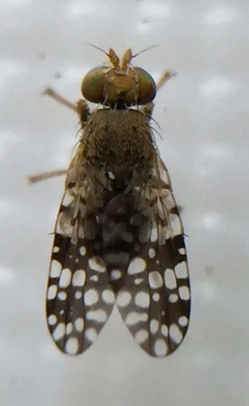 Tephritis praecox