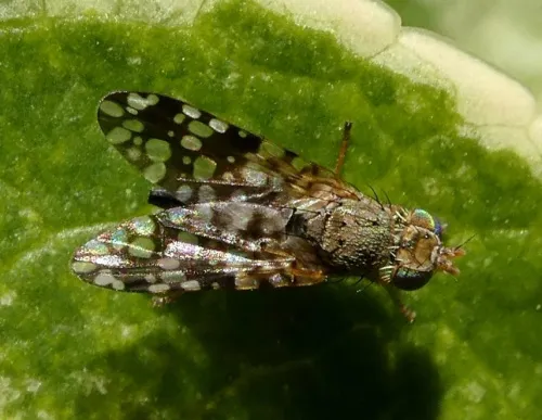 Tephritis praecox - photo 4