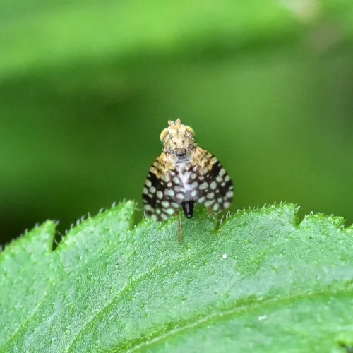 Tephritis praecox - photo 6