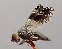 Tephritis pura - photo 4