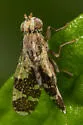 Tephritis rufipennis