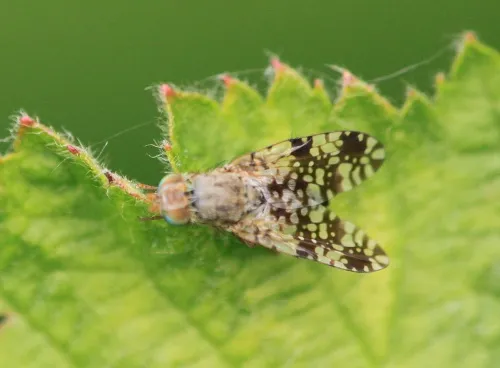 Tephritis ruralis