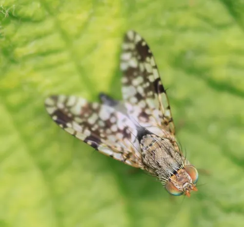 Tephritis ruralis - photo 2