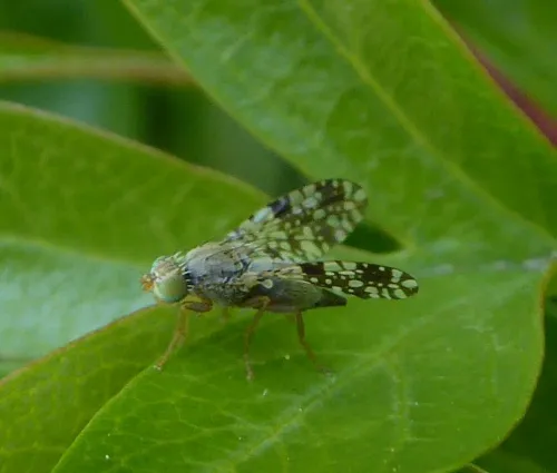Tephritis ruralis - photo 3