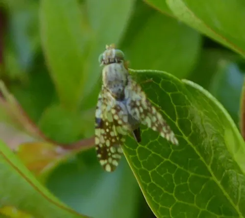 Tephritis ruralis - photo 4