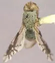 Tephritis stigmatica