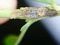 Tephritis subpura - photo 5