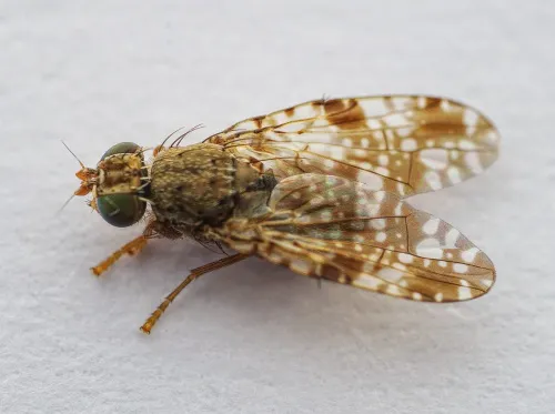 Tephritis vespertina