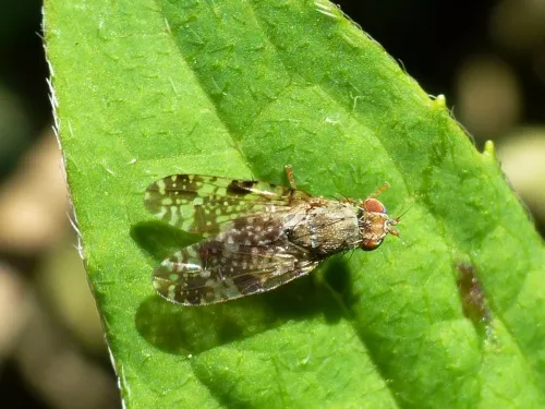 Tephritis vespertina - photo 2