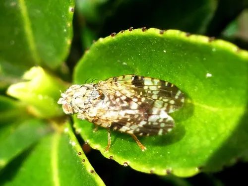 Tephritis vespertina - photo 4