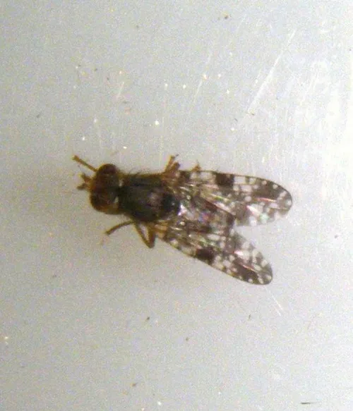 Tephritis vespertina - photo 5