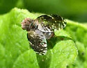 Tephritis webbii