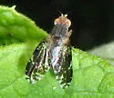 Tephritis webbii - photo 2