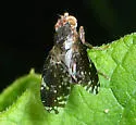 Tephritis webbii - photo 3