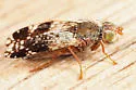 Tephritis webbii - photo 5