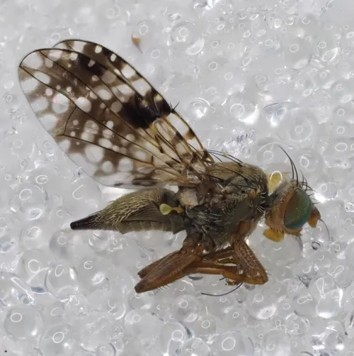 Tephritis matricariae