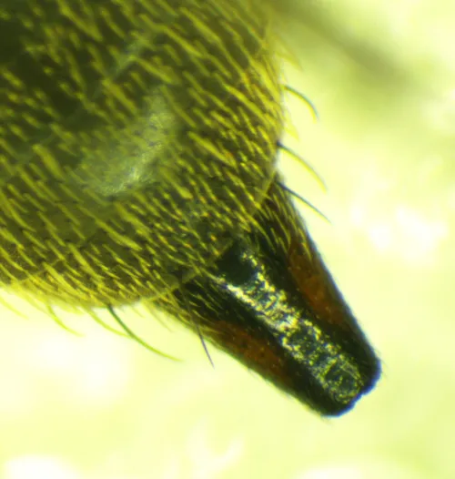 Tephritis matricariae - photo 2