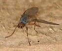 Tephrochlamys flavipes