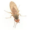 Tephrochlamys flavitarsis