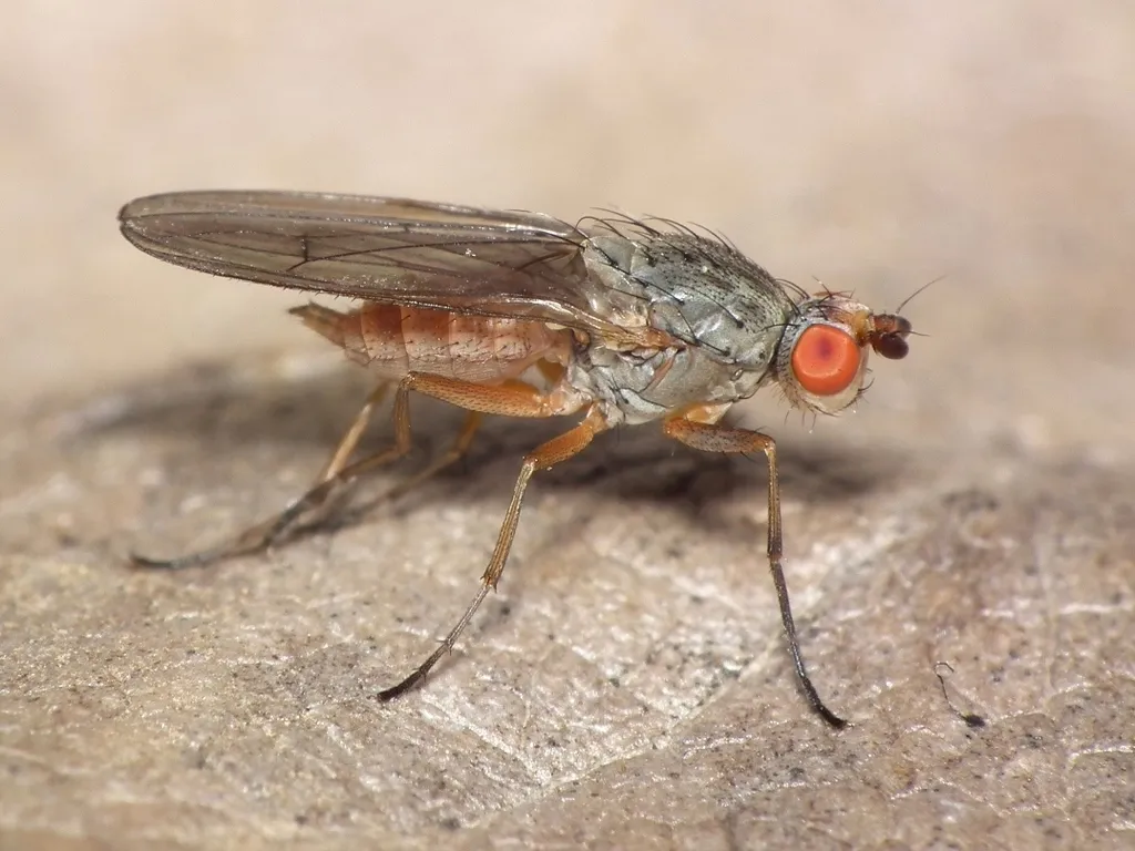 Tephrochlamys rufiventris - photo 2